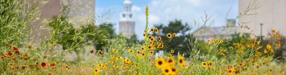 Hayes Hall in the distance with fall flowers up close. 
